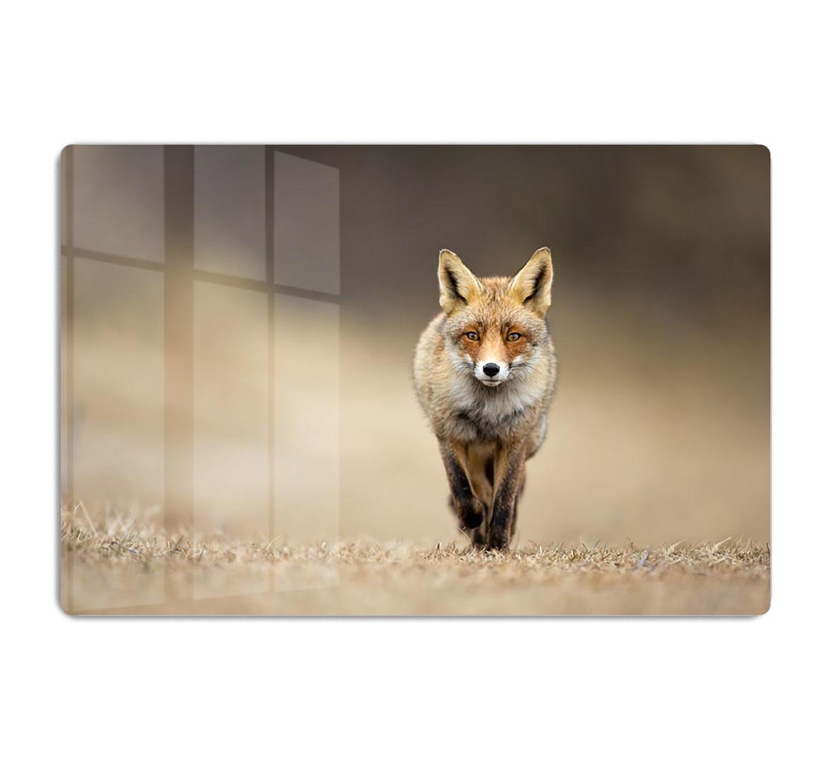 Red fox HD Metal Print - Canvas Art Rocks - 1