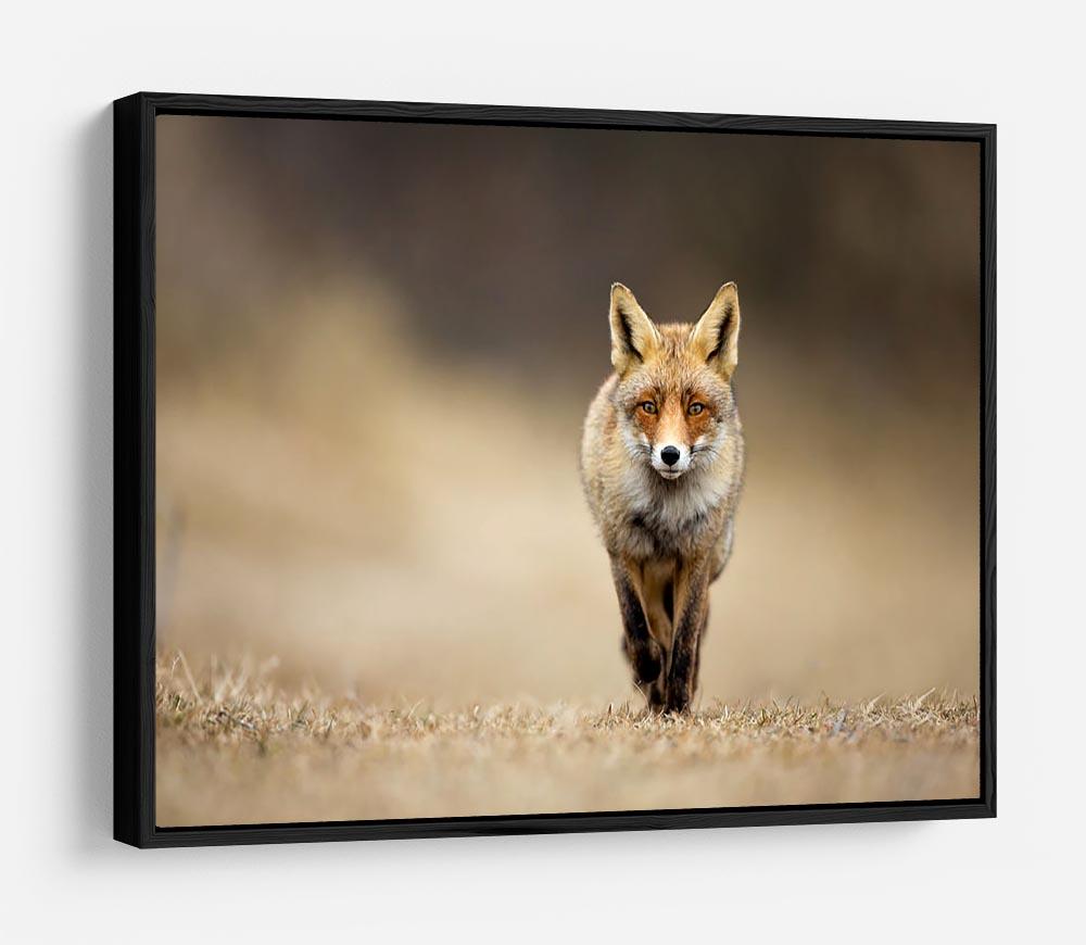 Red fox HD Metal Print - Canvas Art Rocks - 6