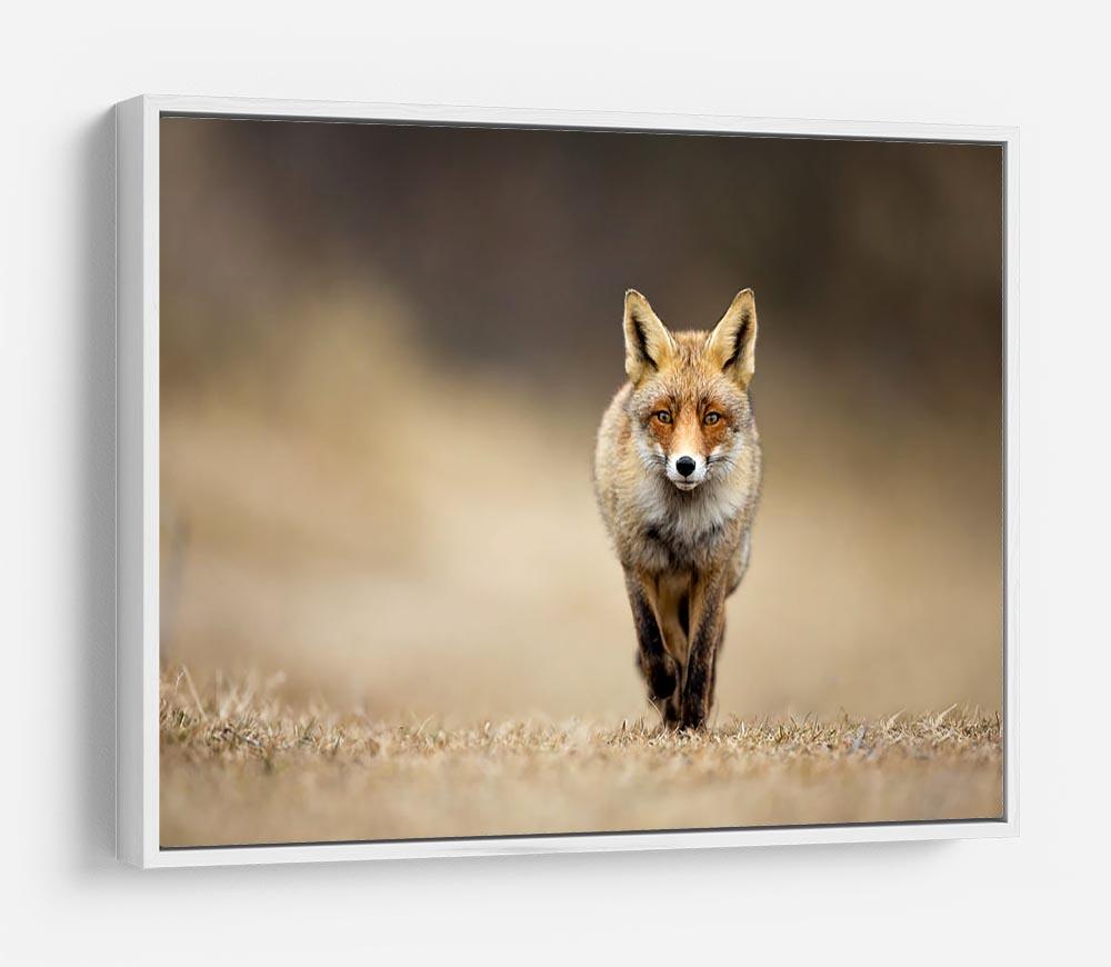 Red fox HD Metal Print - Canvas Art Rocks - 7