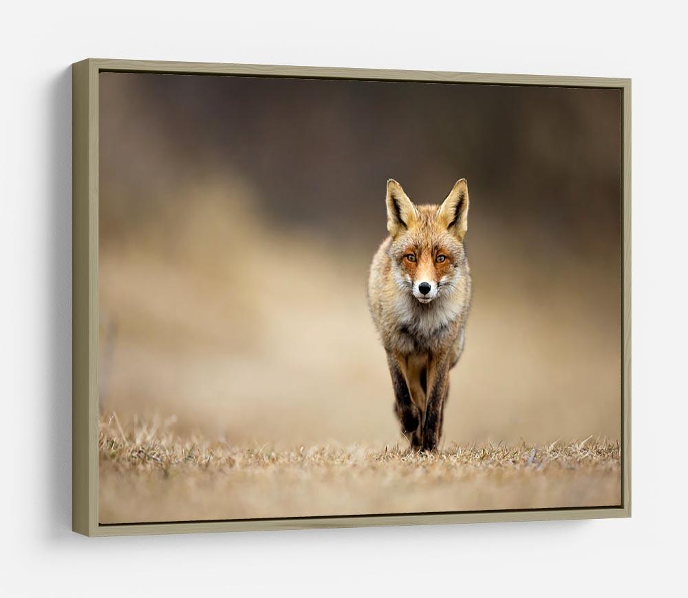 Red fox HD Metal Print - Canvas Art Rocks - 8