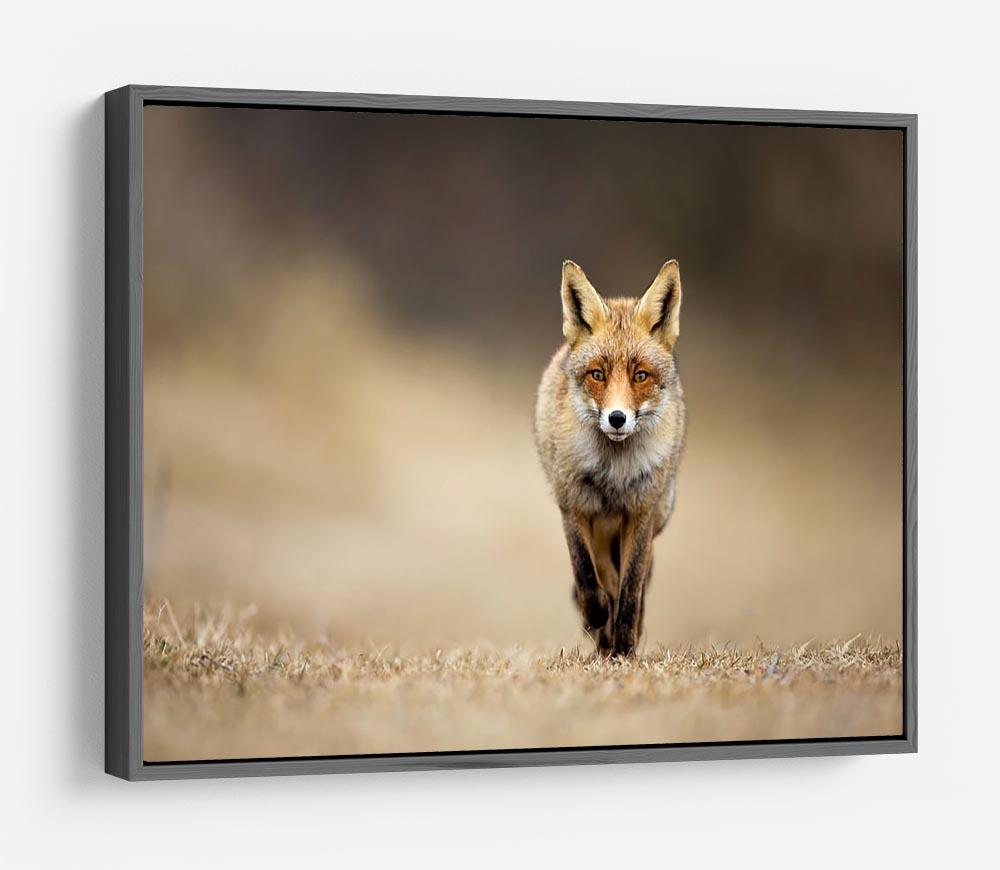 Red fox HD Metal Print - Canvas Art Rocks - 9