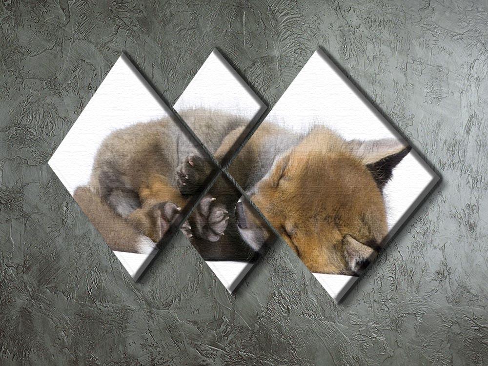 Red fox cub 6 Weeks old 4 Square Multi Panel Canvas - Canvas Art Rocks - 2