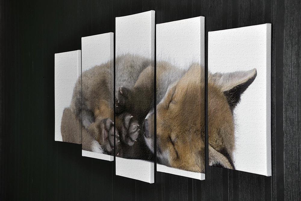 Red fox cub 6 Weeks old 5 Split Panel Canvas - Canvas Art Rocks - 2