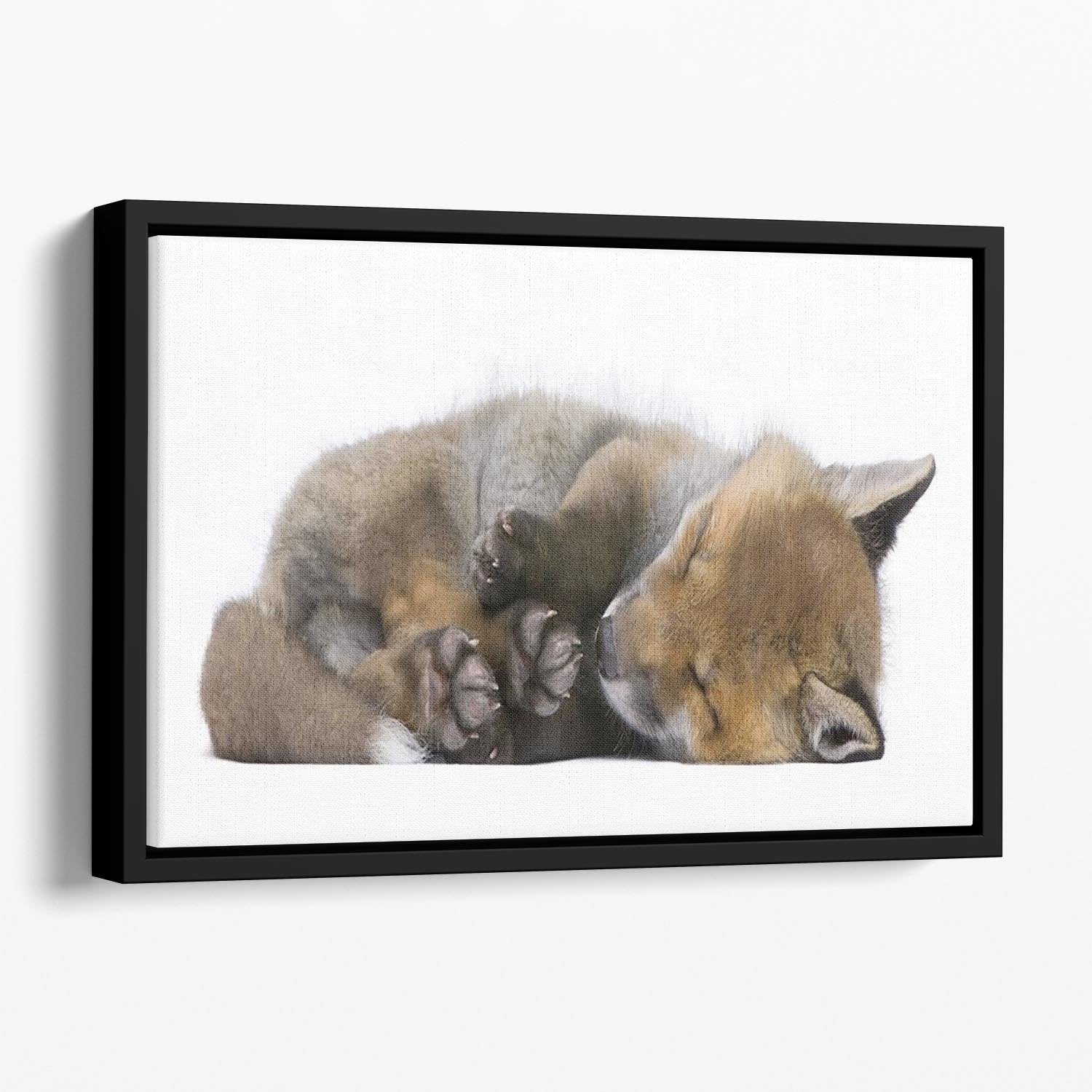Red fox cub 6 Weeks old Floating Framed Canvas - Canvas Art Rocks - 1