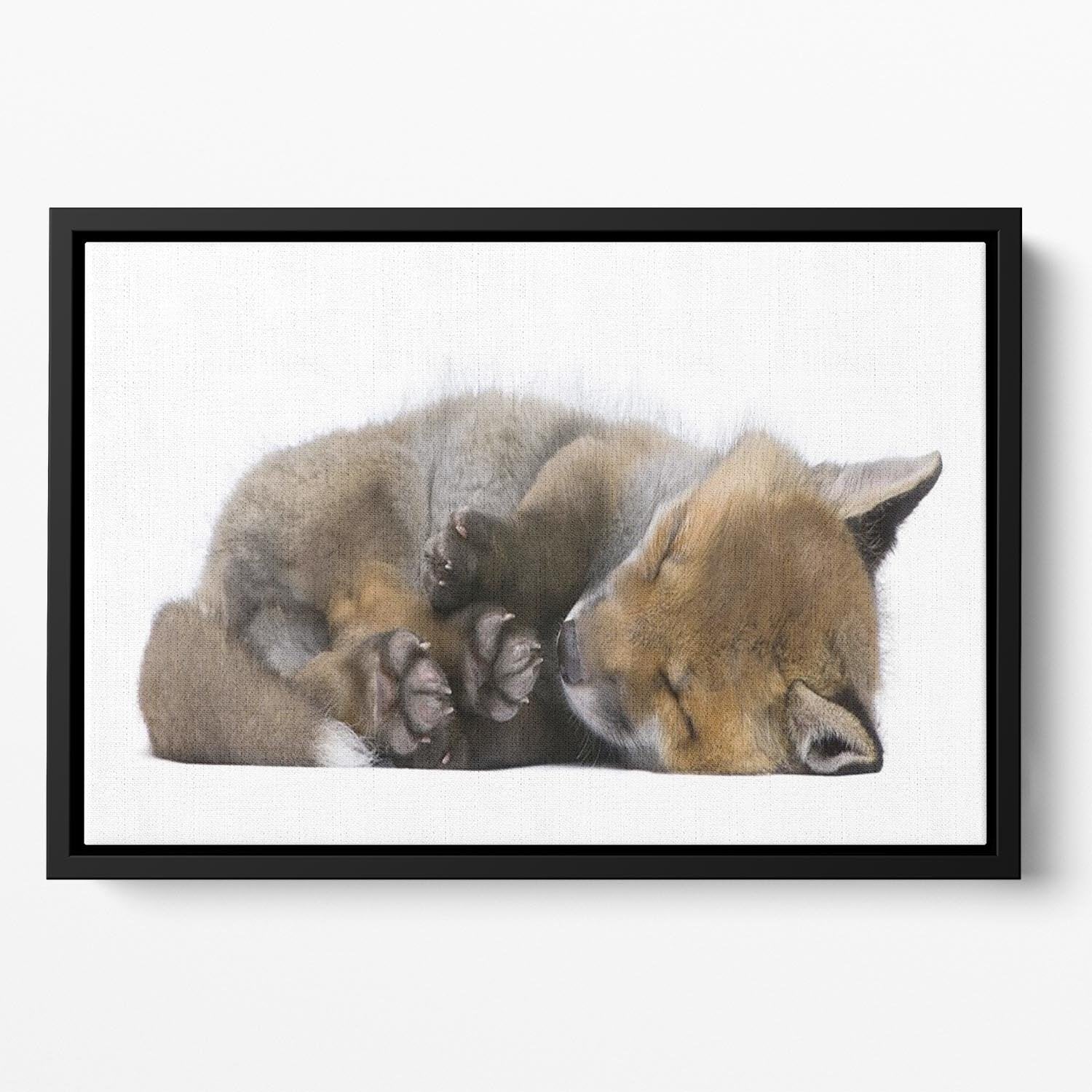 Red fox cub 6 Weeks old Floating Framed Canvas - Canvas Art Rocks - 2