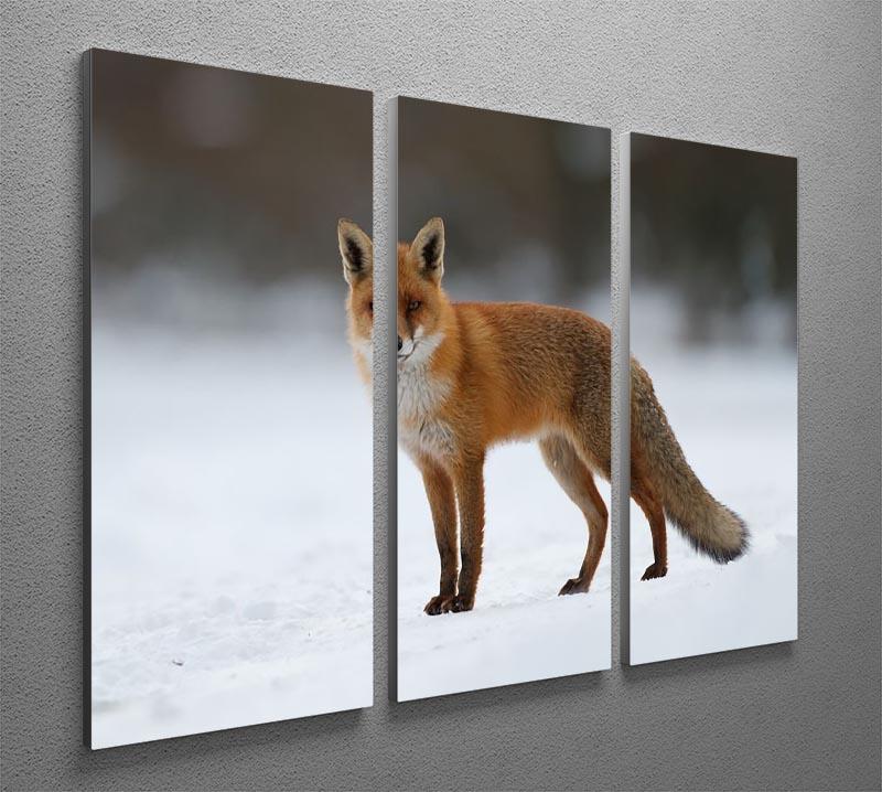 Red fox in the snow 3 Split Panel Canvas Print - Canvas Art Rocks - 2