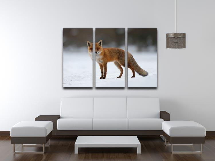 Red fox in the snow 3 Split Panel Canvas Print - Canvas Art Rocks - 3