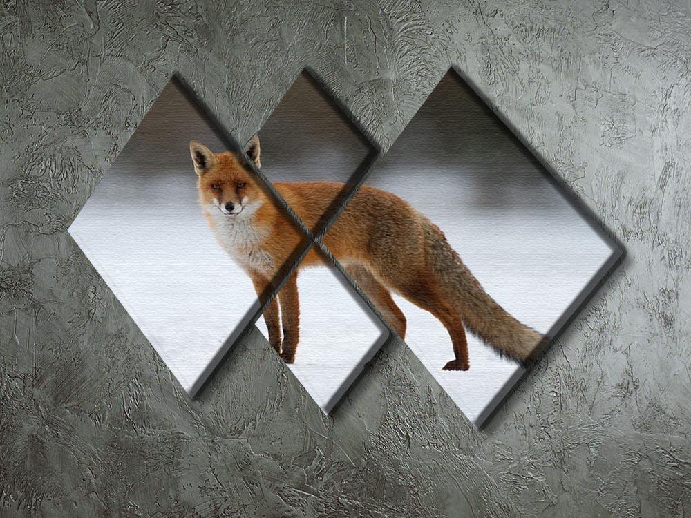 Red fox in the snow 4 Square Multi Panel Canvas - Canvas Art Rocks - 2