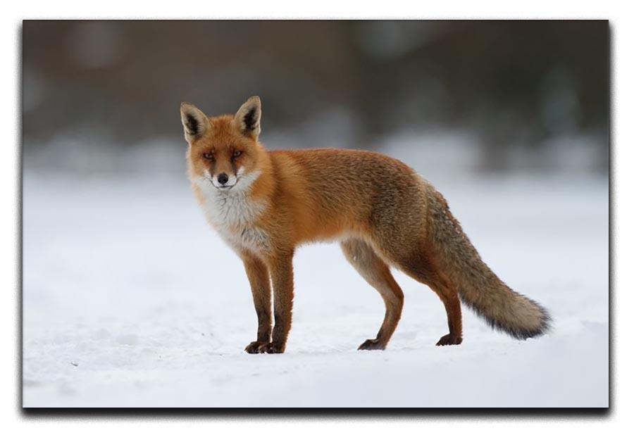 Red fox in the snow Canvas Print or Poster - Canvas Art Rocks - 1