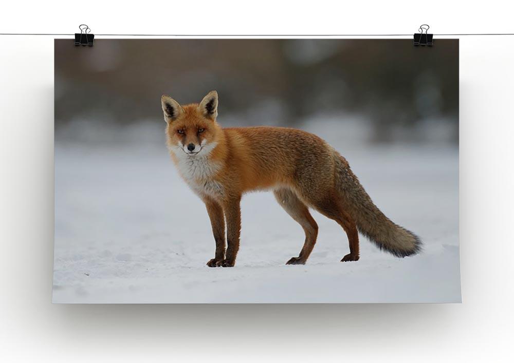 Red fox in the snow Canvas Print or Poster - Canvas Art Rocks - 2