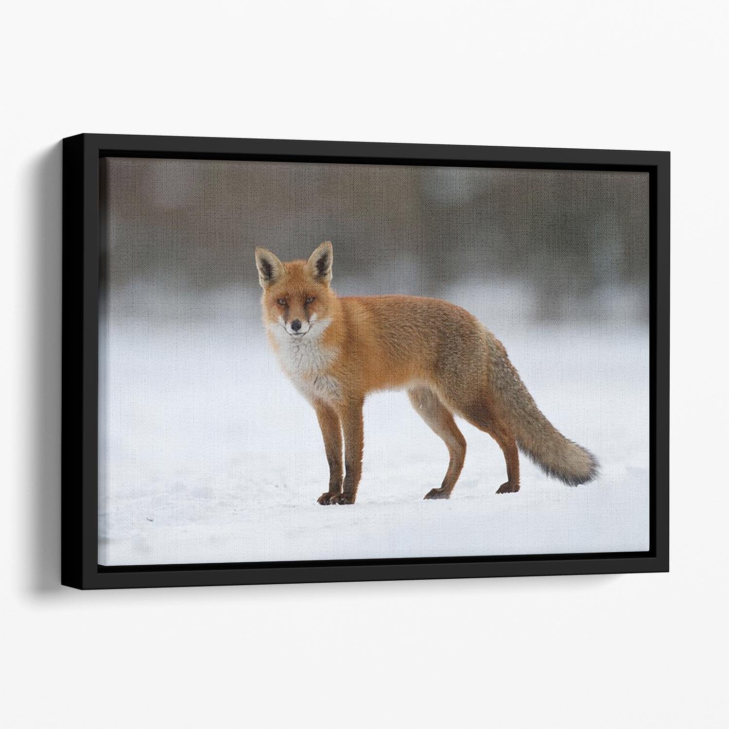 Red fox in the snow Floating Framed Canvas - Canvas Art Rocks - 1