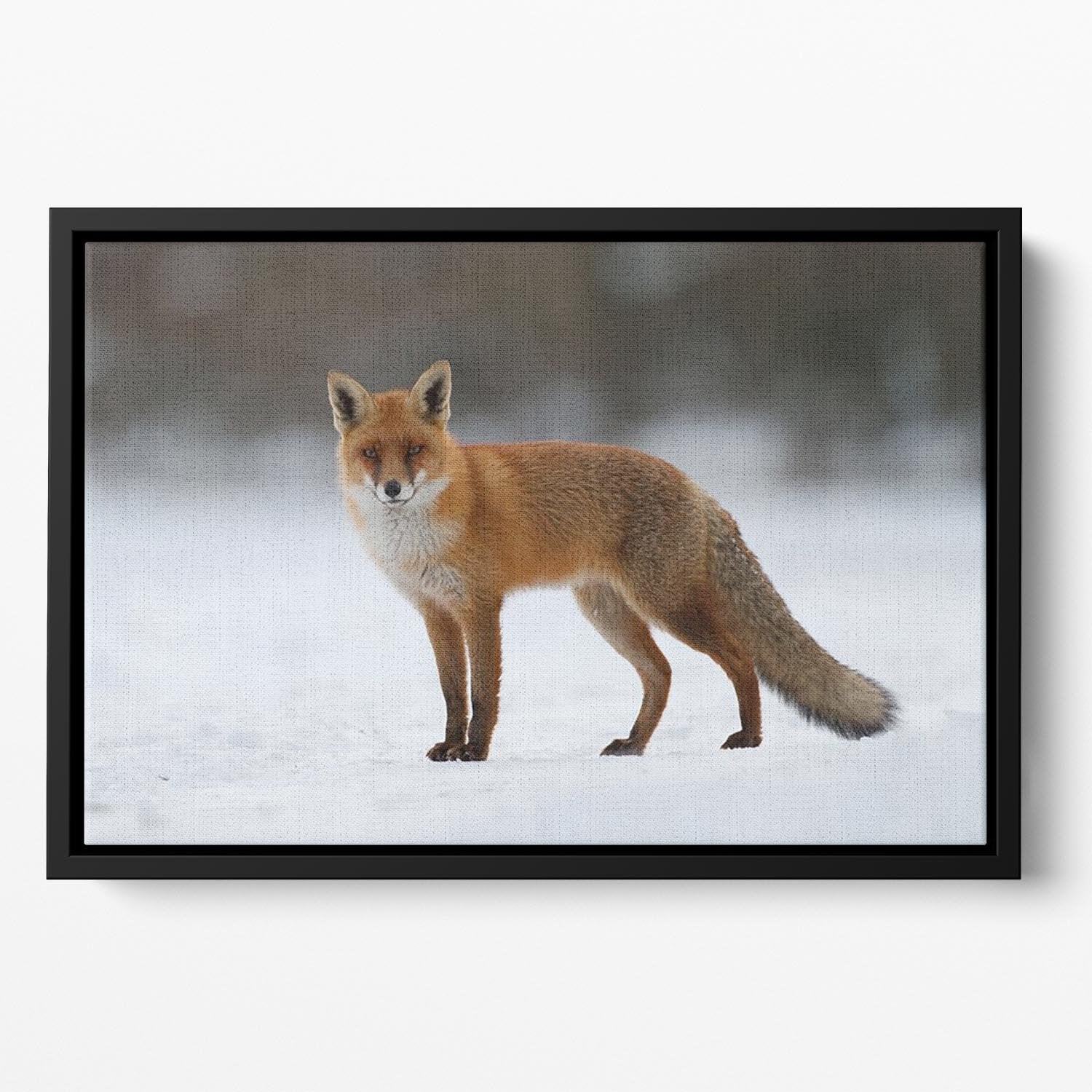 Red fox in the snow Floating Framed Canvas - Canvas Art Rocks - 2