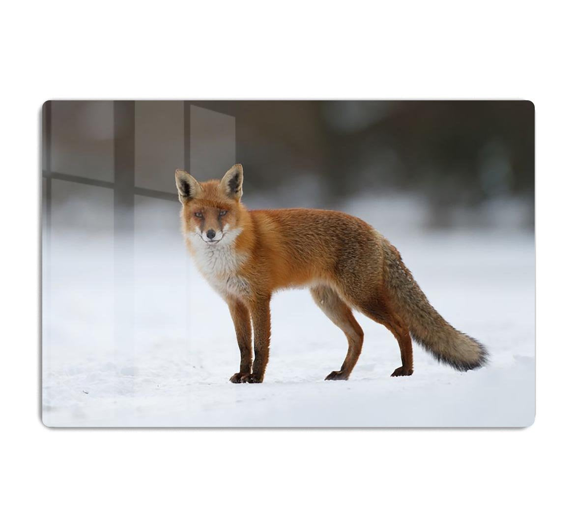 Red fox in the snow HD Metal Print - Canvas Art Rocks - 1