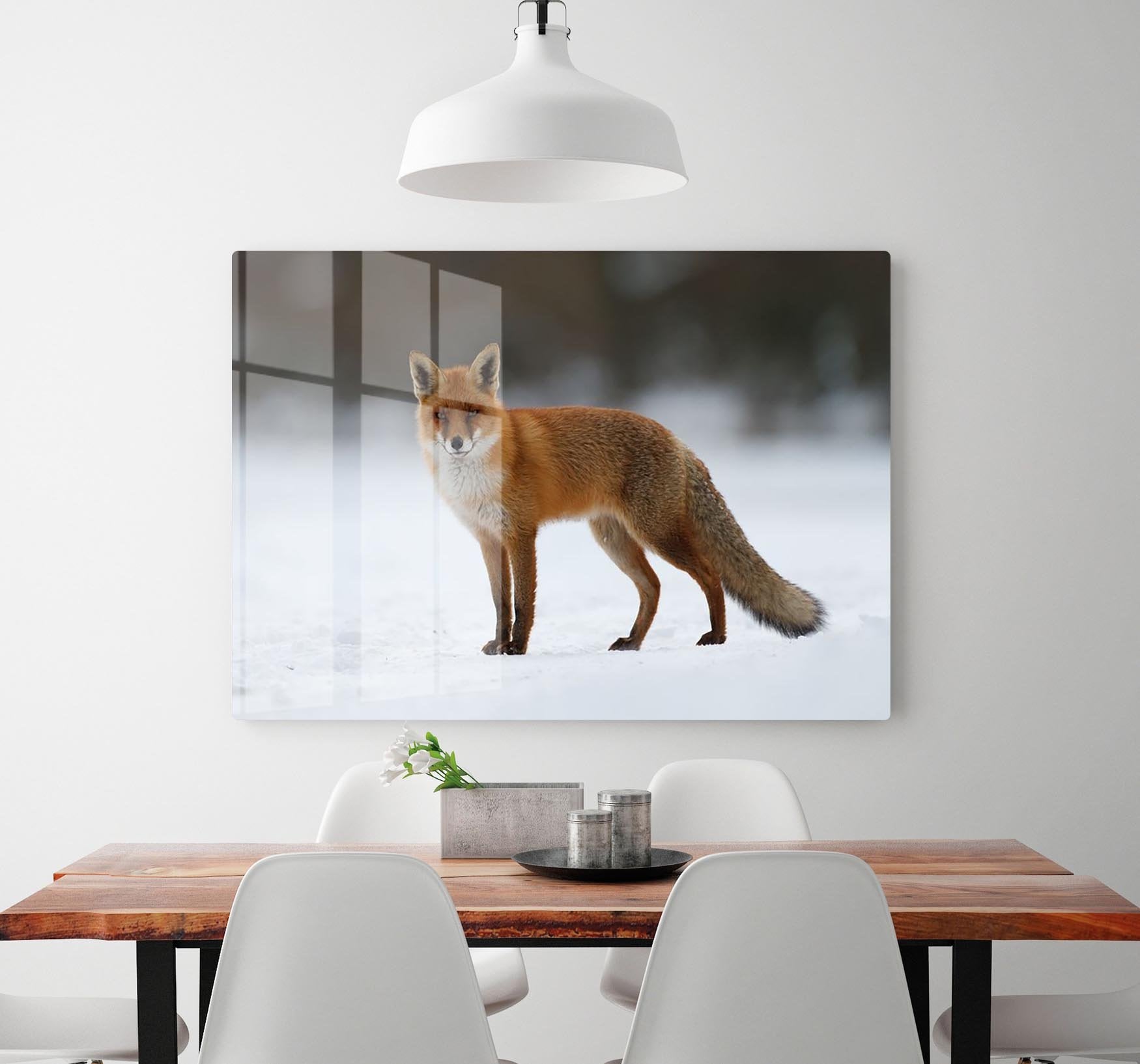 Red fox in the snow HD Metal Print - Canvas Art Rocks - 2