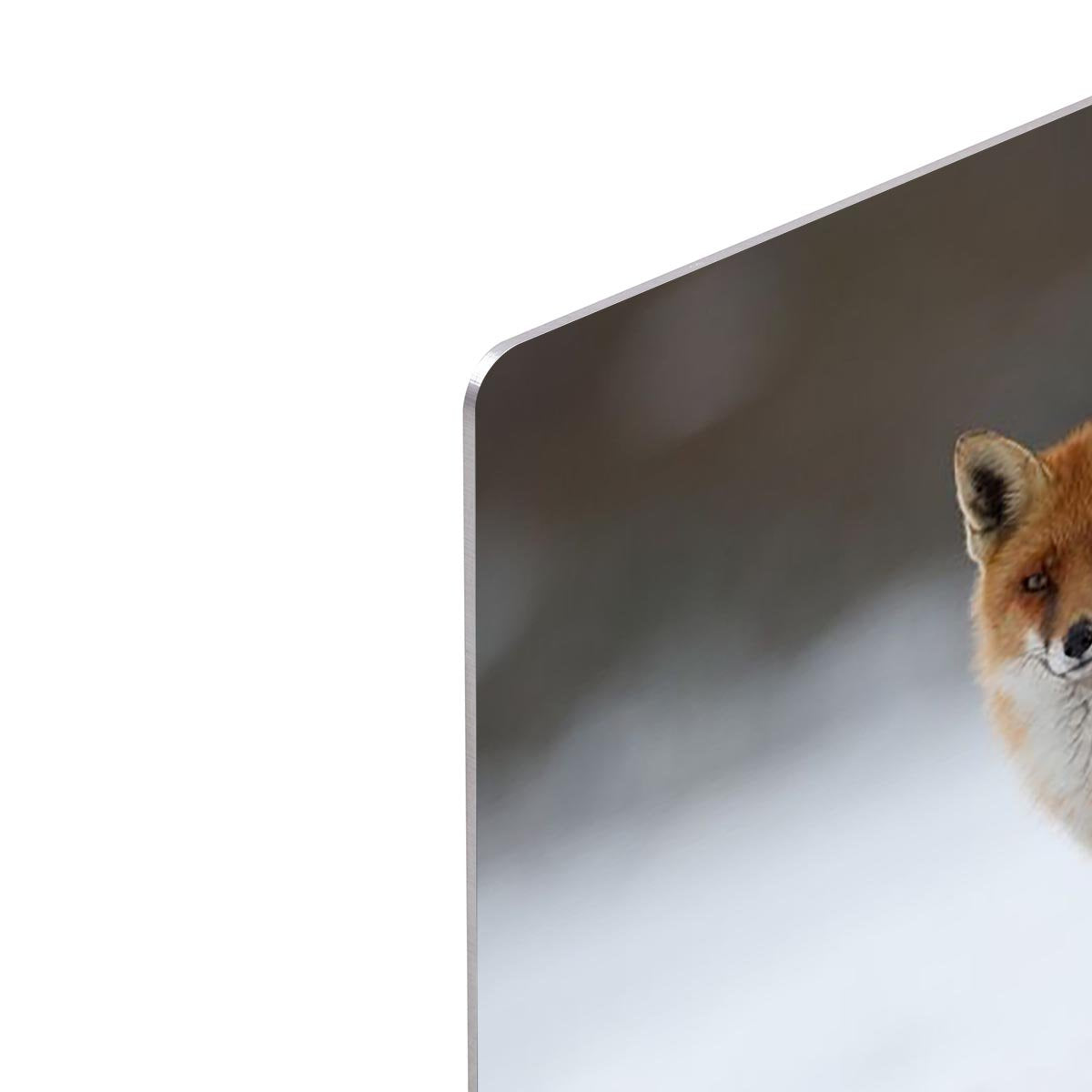 Red fox in the snow HD Metal Print - Canvas Art Rocks - 4