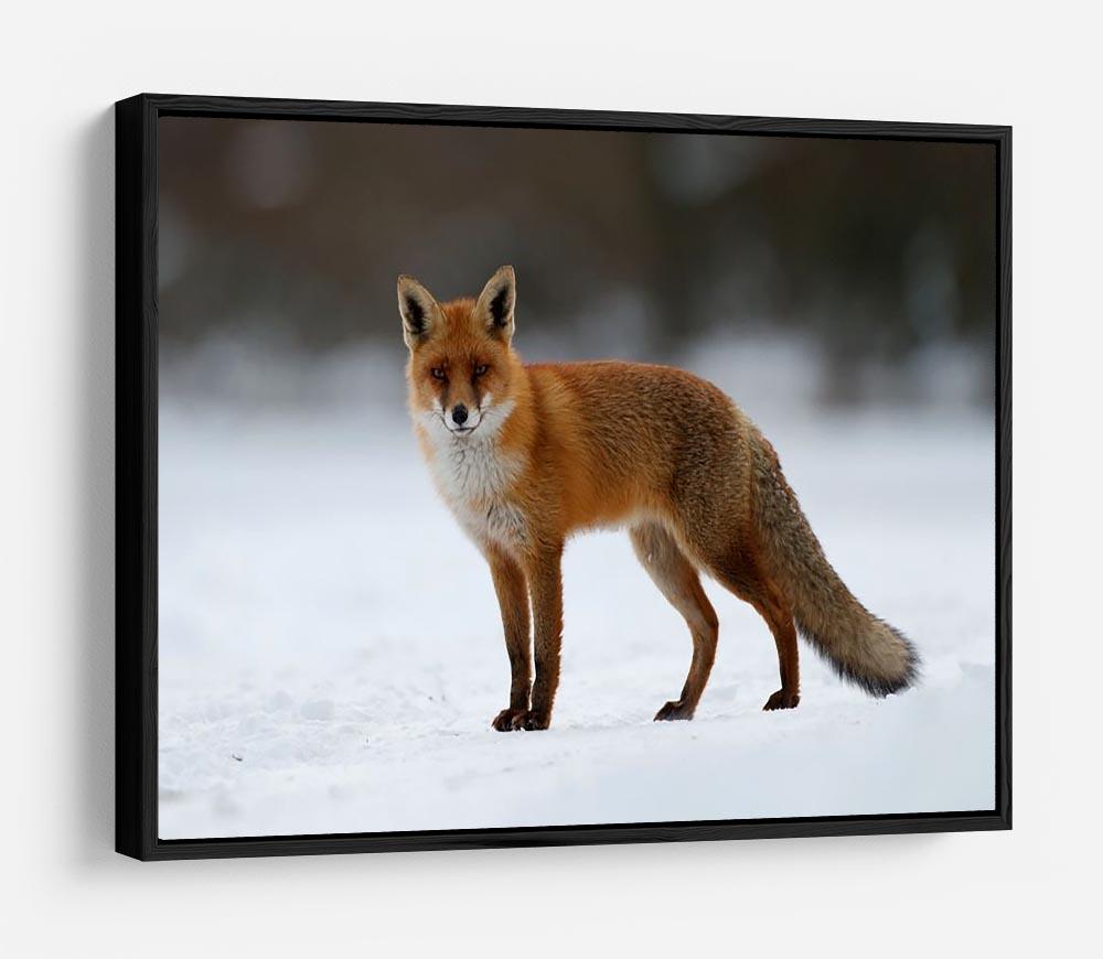 Red fox in the snow HD Metal Print - Canvas Art Rocks - 6