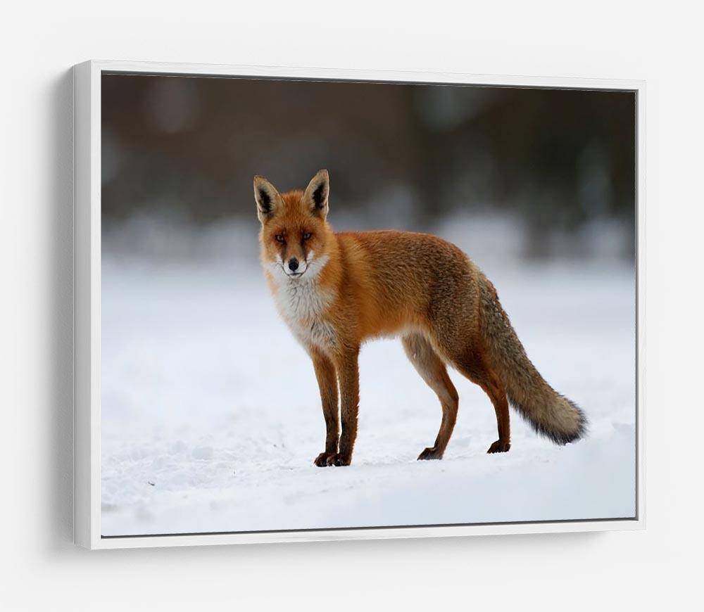 Red fox in the snow HD Metal Print - Canvas Art Rocks - 7