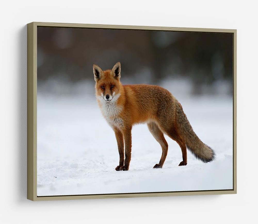 Red fox in the snow HD Metal Print - Canvas Art Rocks - 8