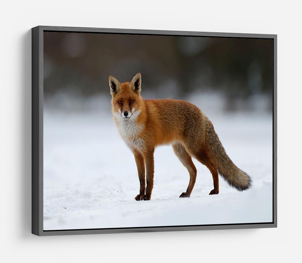 Red fox in the snow HD Metal Print - Canvas Art Rocks - 9