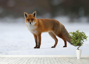 Red fox in the snow Wall Mural Wallpaper - Canvas Art Rocks - 4