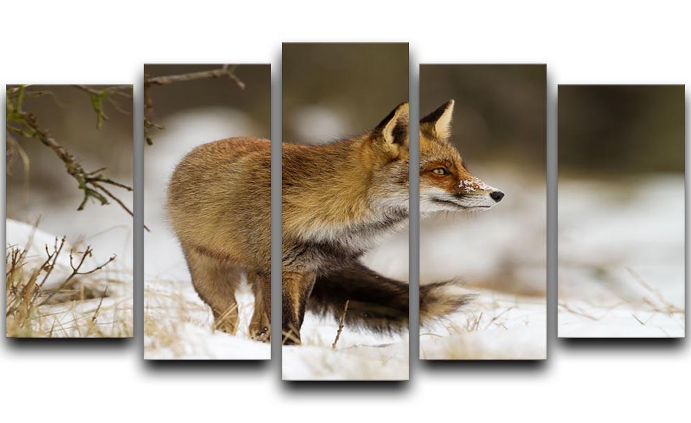 Red fox in wintertime 5 Split Panel Canvas - Canvas Art Rocks - 1