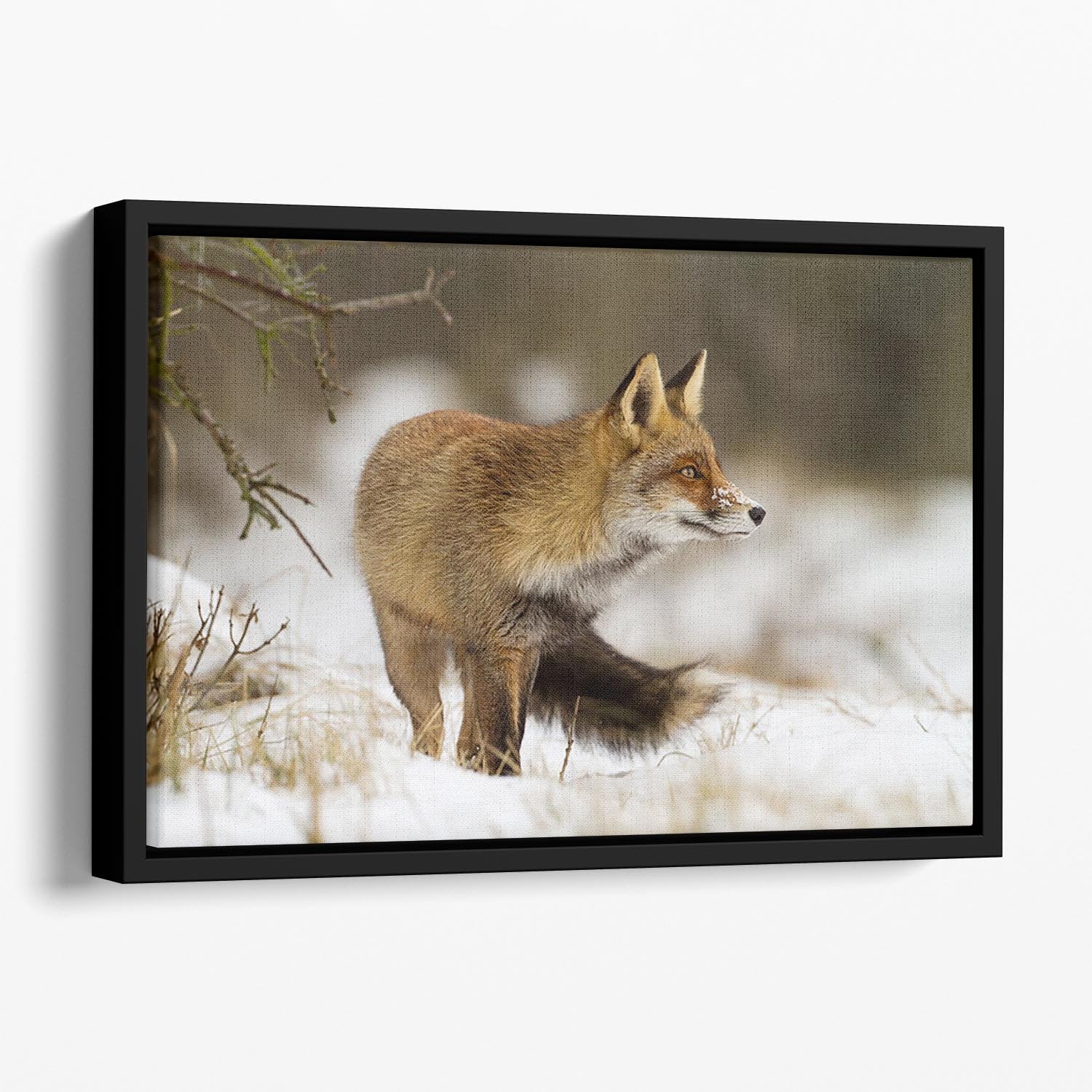 Red fox in wintertime Floating Framed Canvas - Canvas Art Rocks - 1