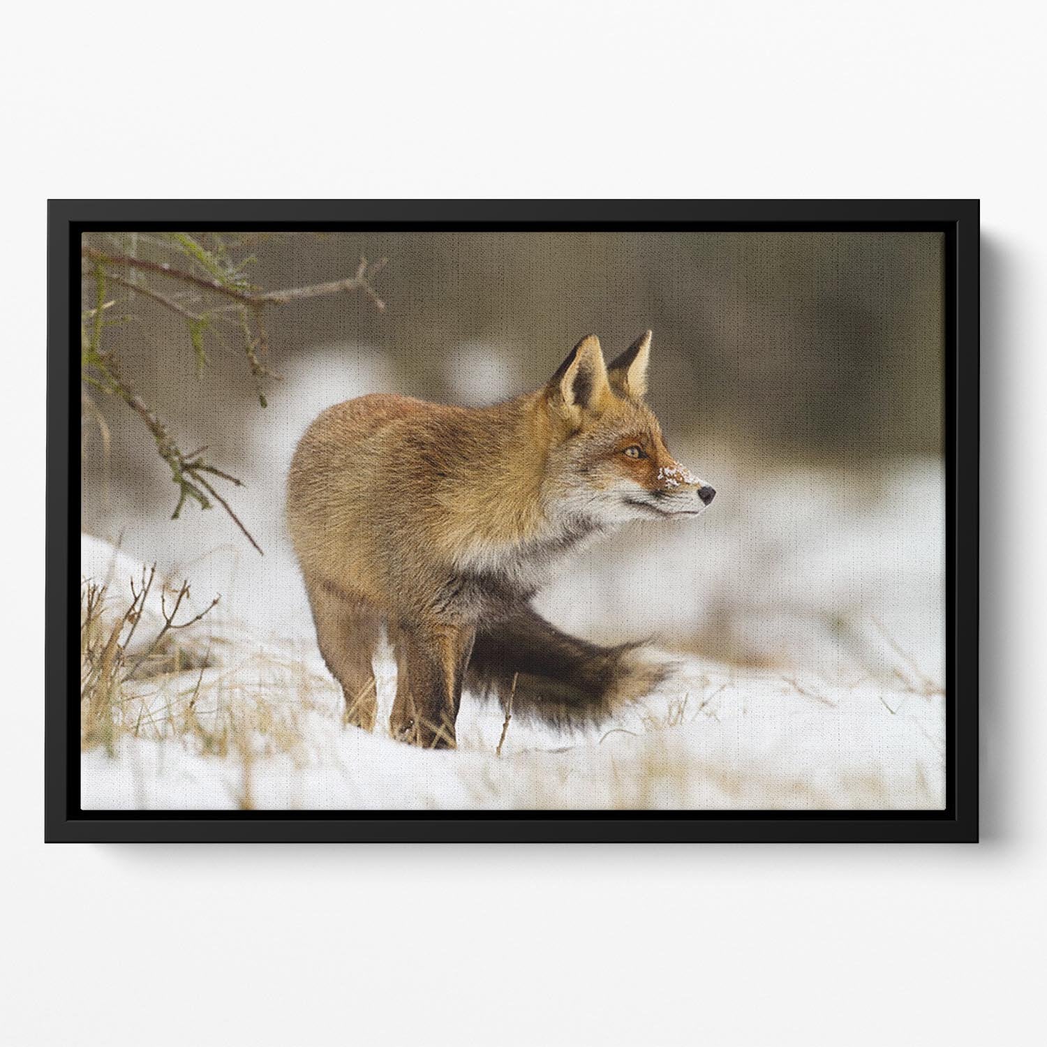 Red fox in wintertime Floating Framed Canvas - Canvas Art Rocks - 2