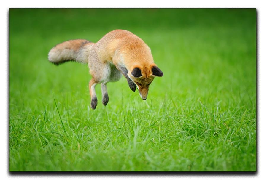Red fox on hunt Canvas Print or Poster - Canvas Art Rocks - 1