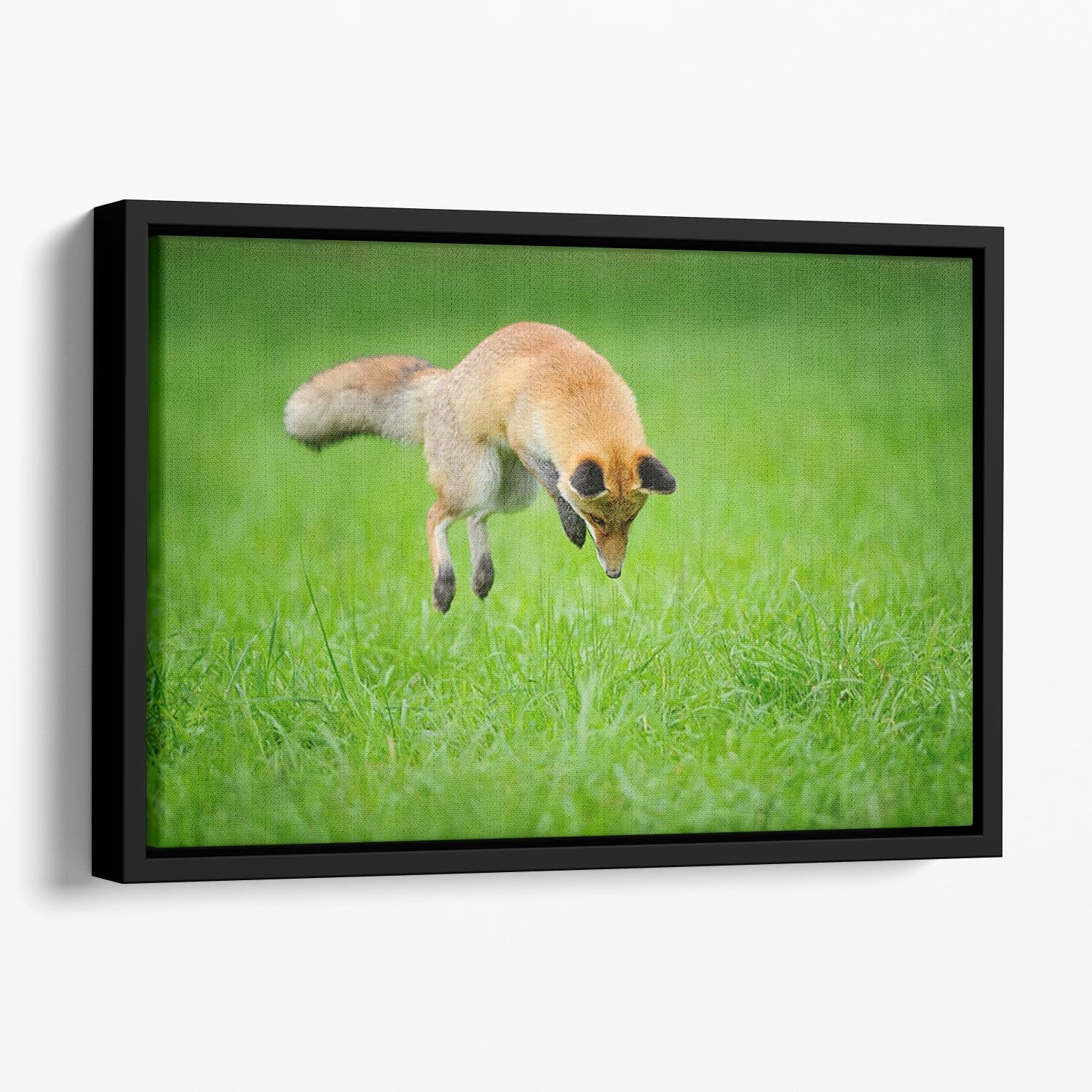 Red fox on hunt Floating Framed Canvas - Canvas Art Rocks - 1