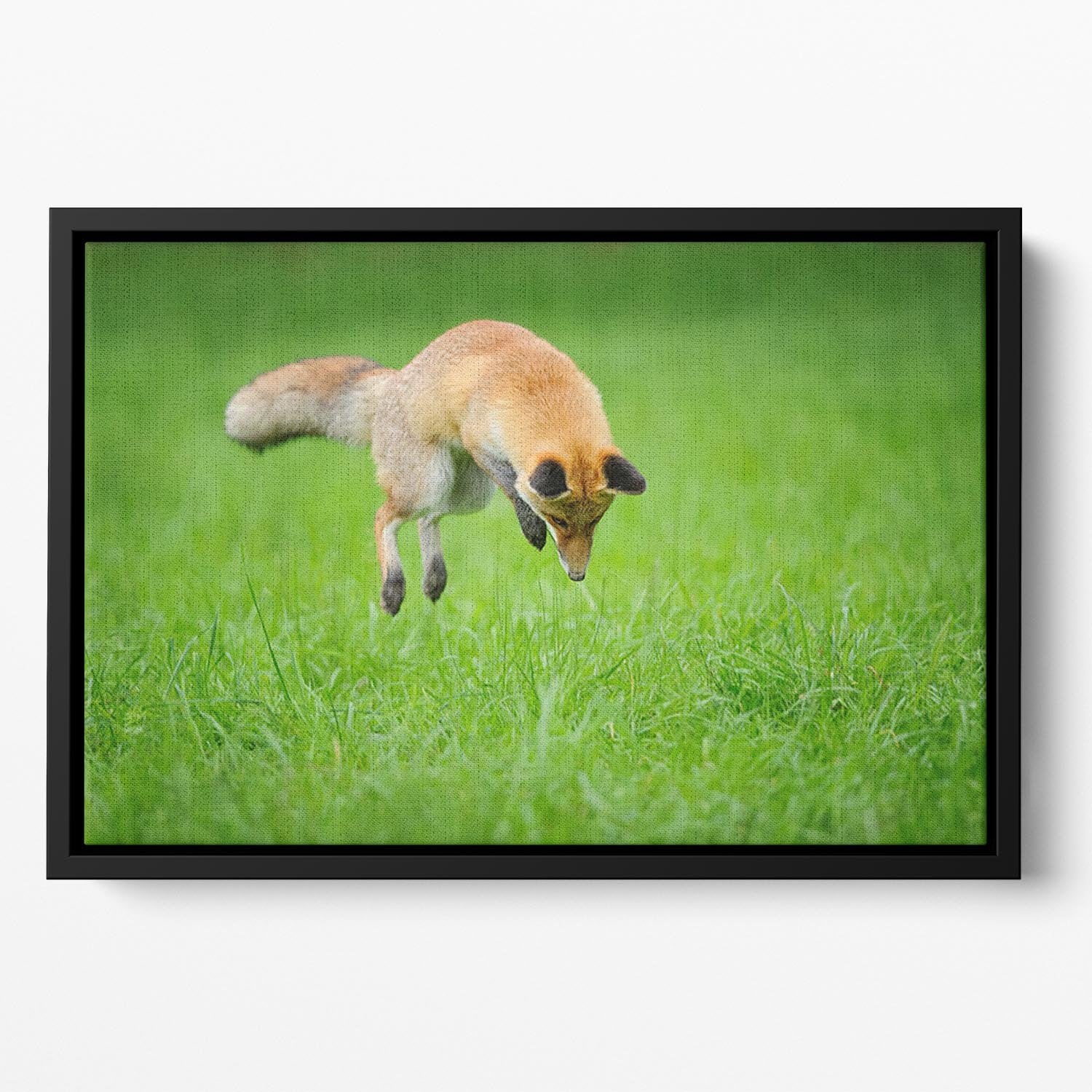 Red fox on hunt Floating Framed Canvas - Canvas Art Rocks - 2