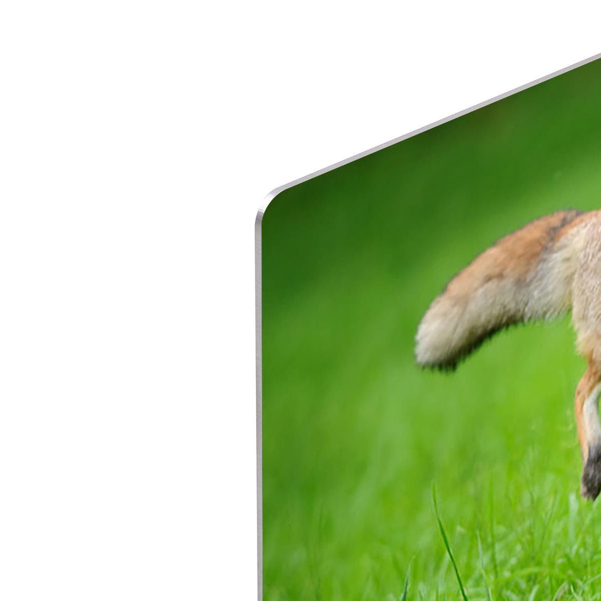 Red fox on hunt HD Metal Print - Canvas Art Rocks - 4