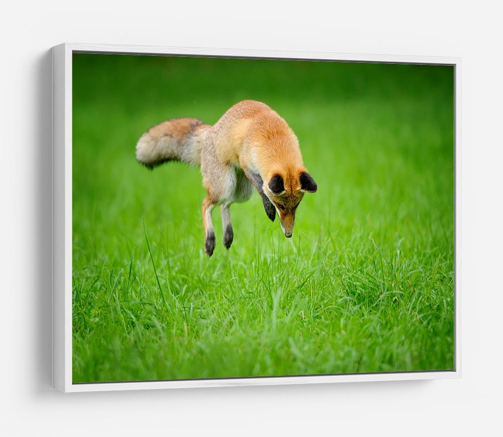 Red fox on hunt HD Metal Print - Canvas Art Rocks - 7