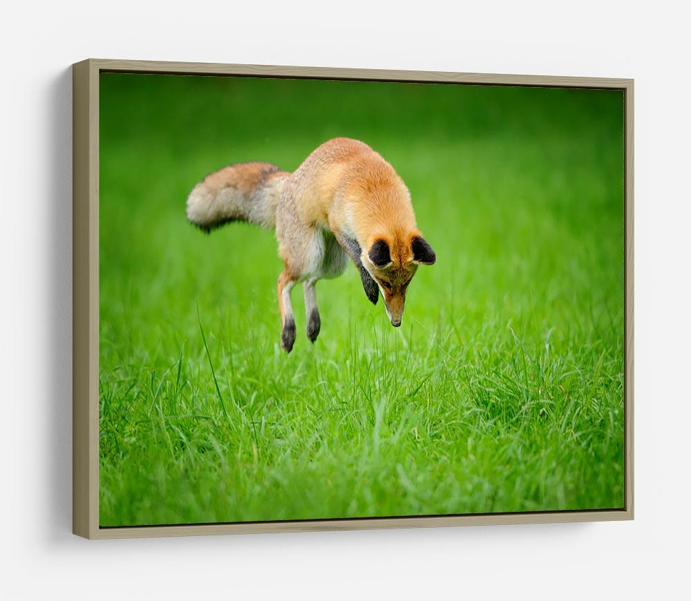 Red fox on hunt HD Metal Print - Canvas Art Rocks - 8