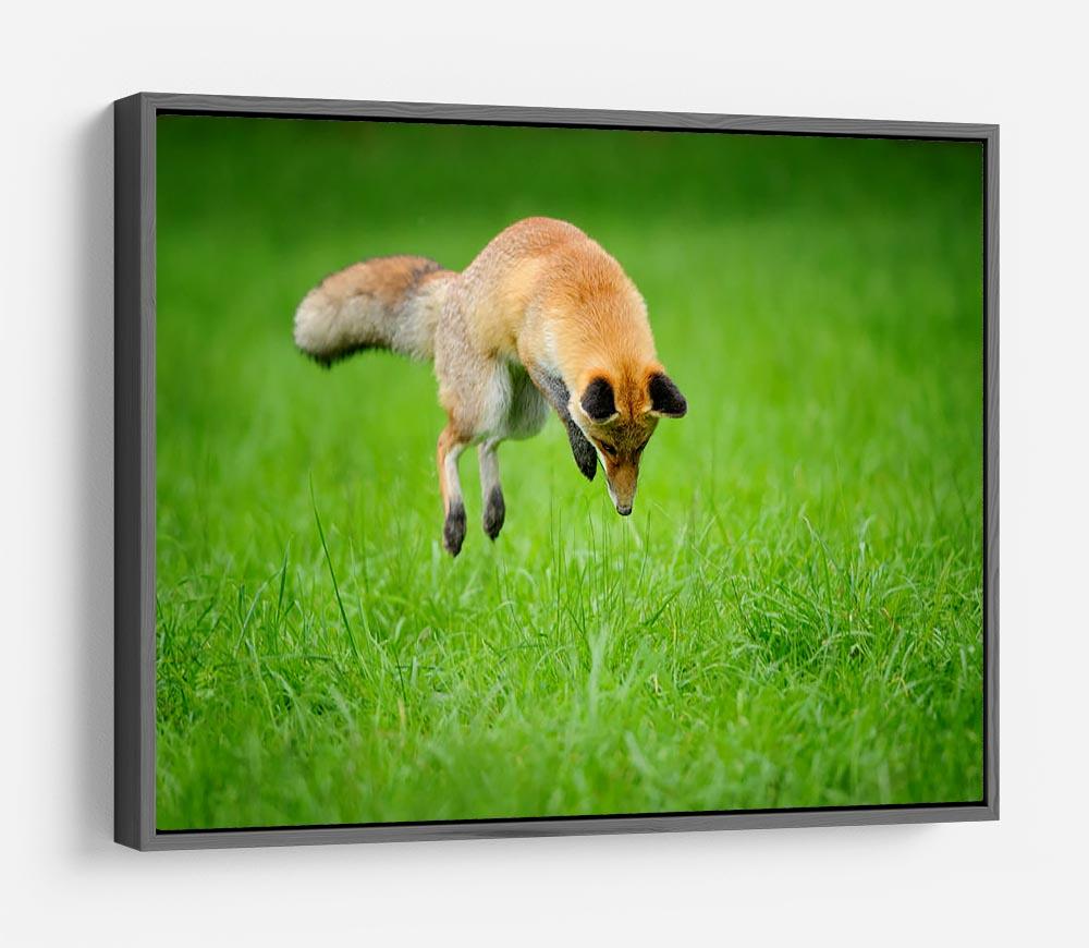 Red fox on hunt HD Metal Print - Canvas Art Rocks - 9