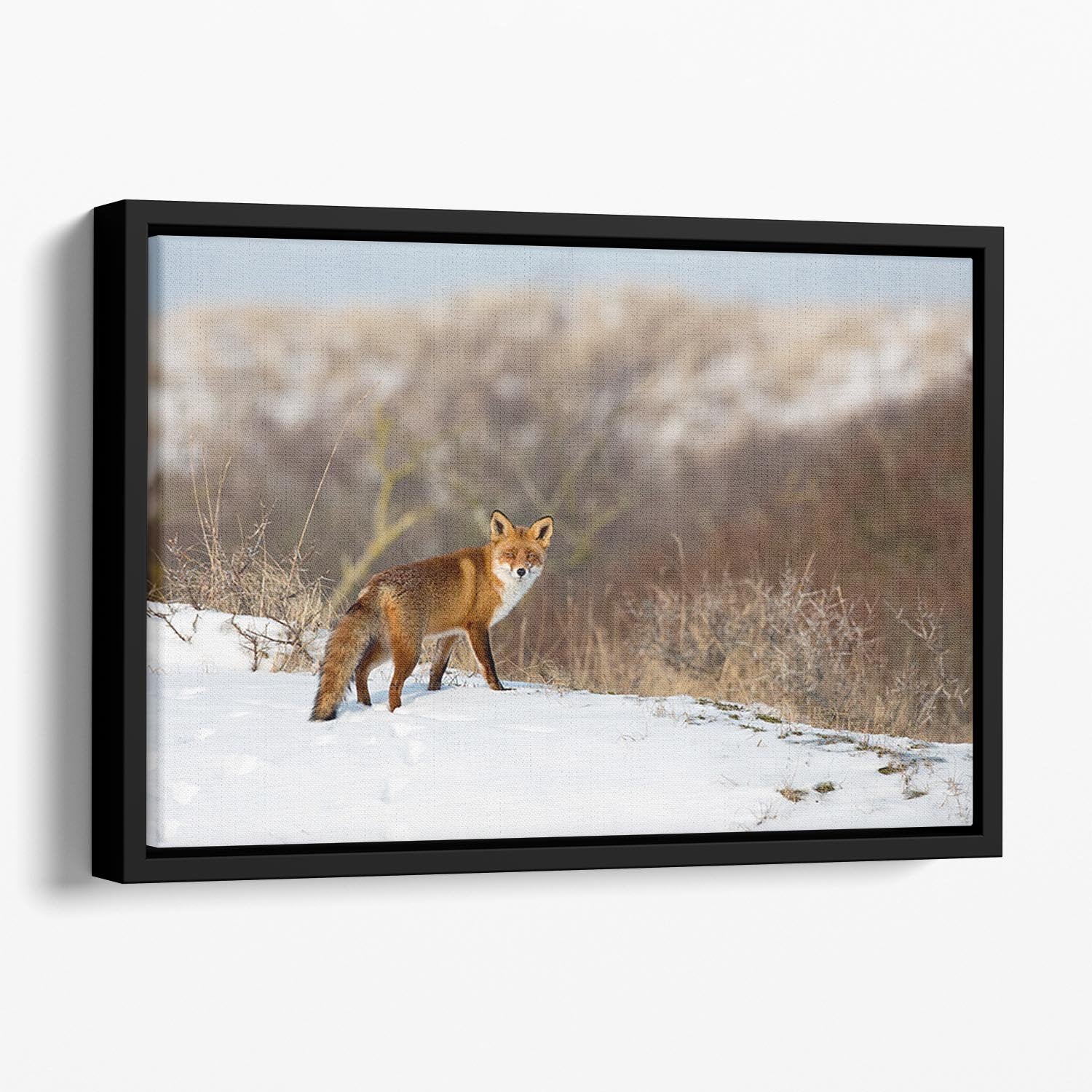 Red fox standing in a winter landscape Floating Framed Canvas - Canvas Art Rocks - 1