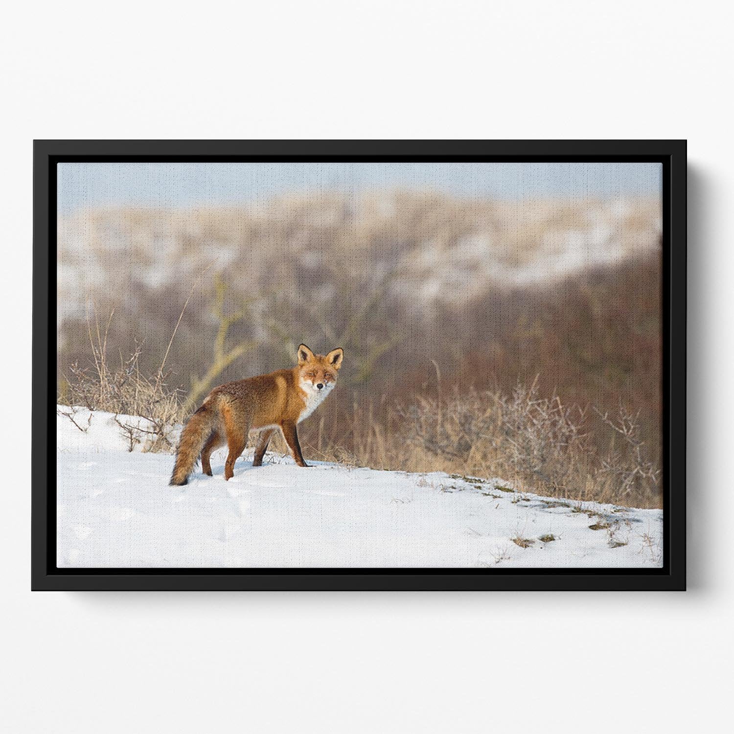 Red fox standing in a winter landscape Floating Framed Canvas - Canvas Art Rocks - 2