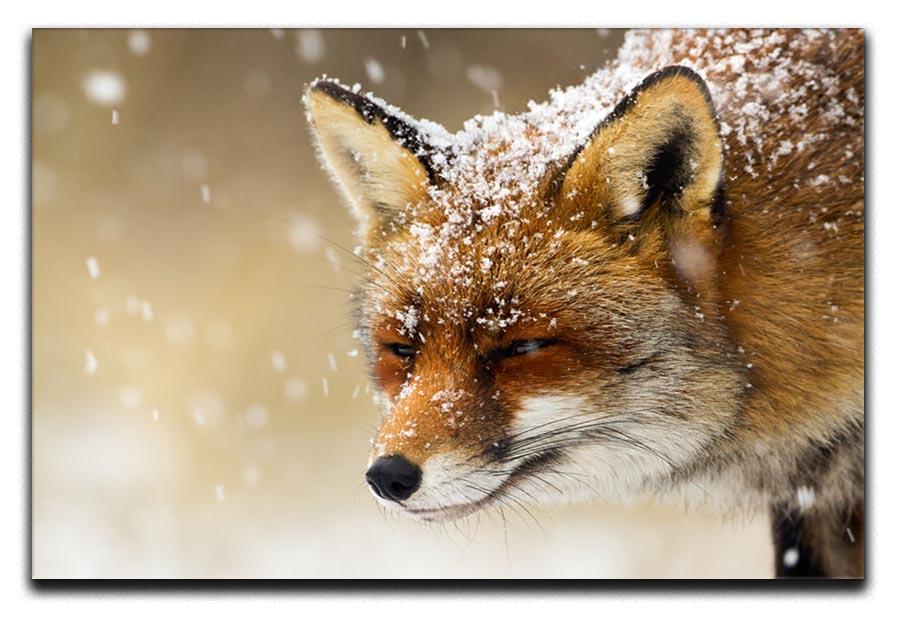 Red fox winter portrait Canvas Print or Poster - Canvas Art Rocks - 1