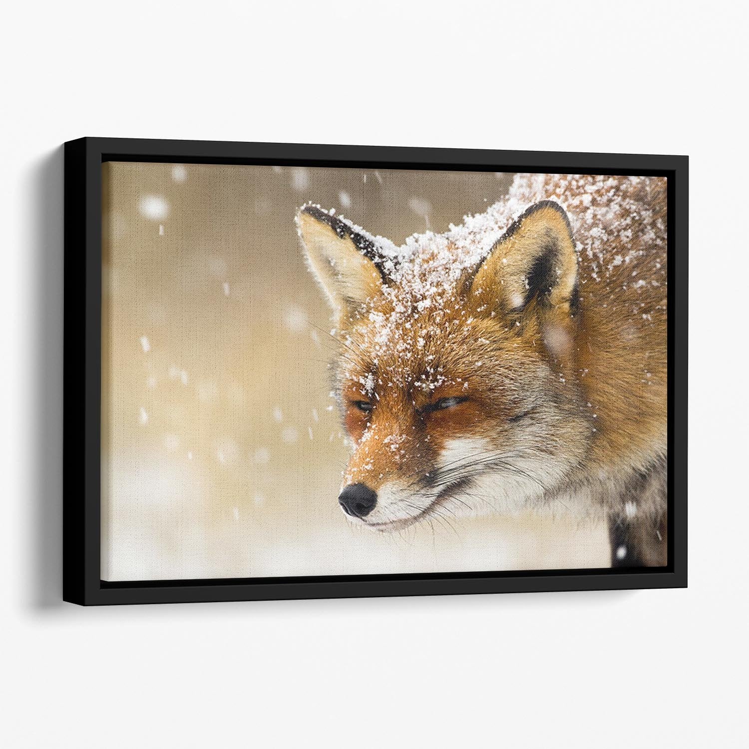 Red fox winter portrait Floating Framed Canvas - Canvas Art Rocks - 1