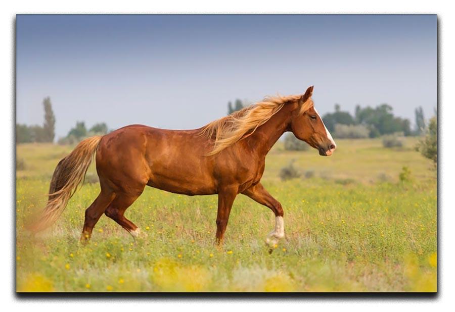 Red horse with long mane Canvas Print or Poster - Canvas Art Rocks - 1