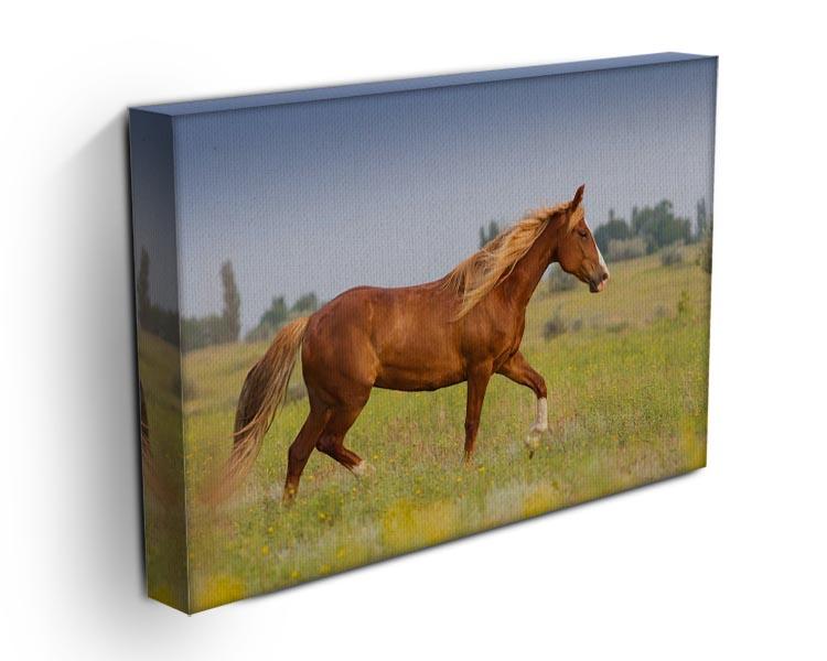 Red horse with long mane Canvas Print or Poster - Canvas Art Rocks - 3