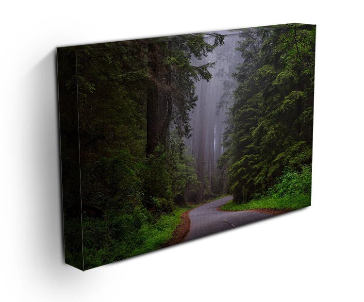 Redwood National Park Print - Canvas Art Rocks - 3
