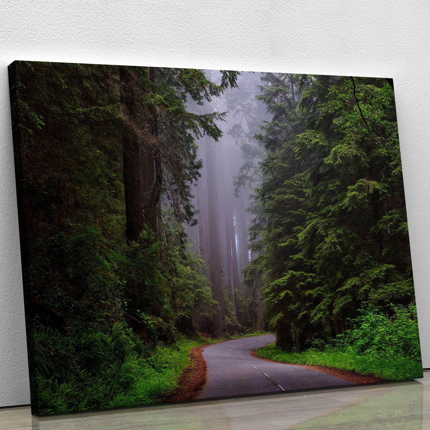 Redwood National Park Canvas Print or Poster