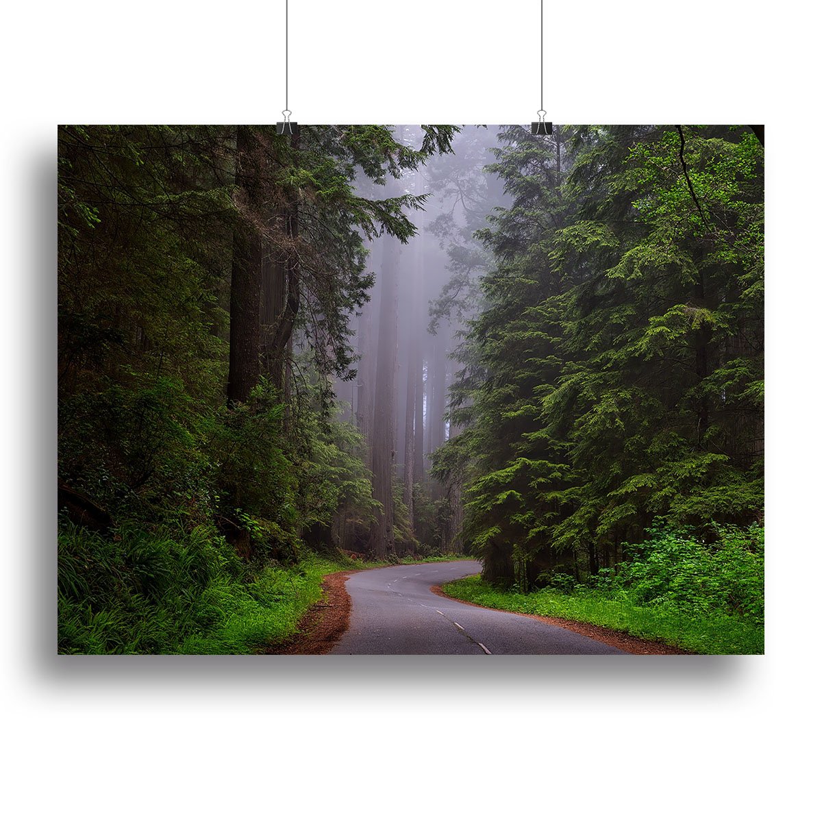 Redwood National Park Canvas Print or Poster