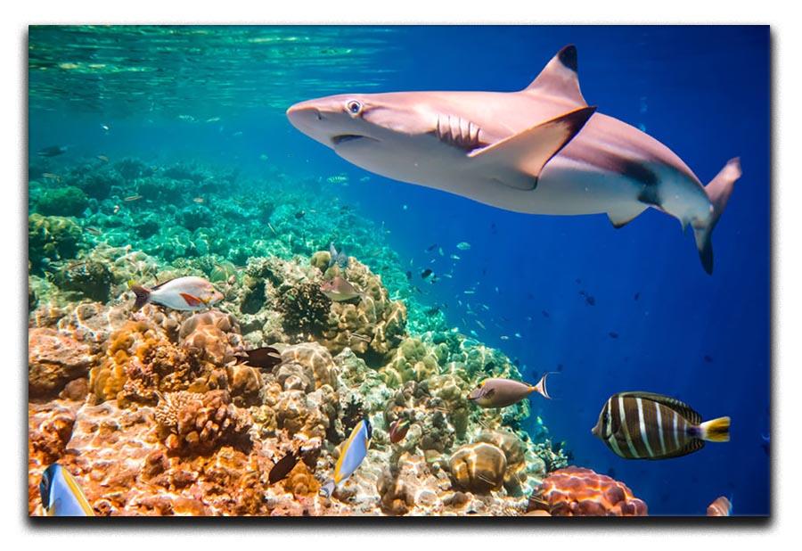 Reef with a variety of hard and soft corals and shark Canvas Print or Poster - Canvas Art Rocks - 1