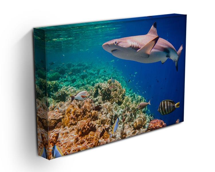 Reef with a variety of hard and soft corals and shark Canvas Print or Poster - Canvas Art Rocks - 3