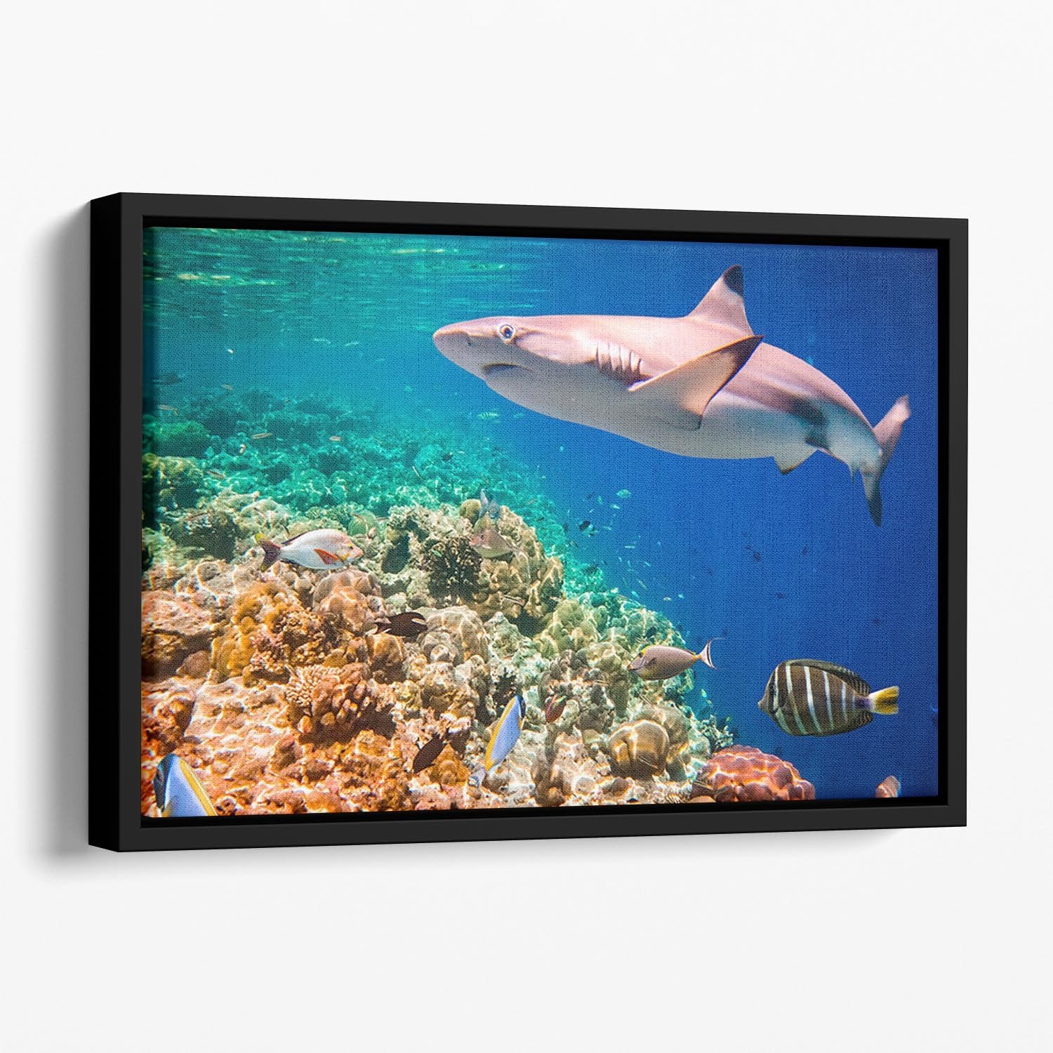 Reef with a variety of hard and soft corals and shark Floating Framed Canvas - Canvas Art Rocks - 1