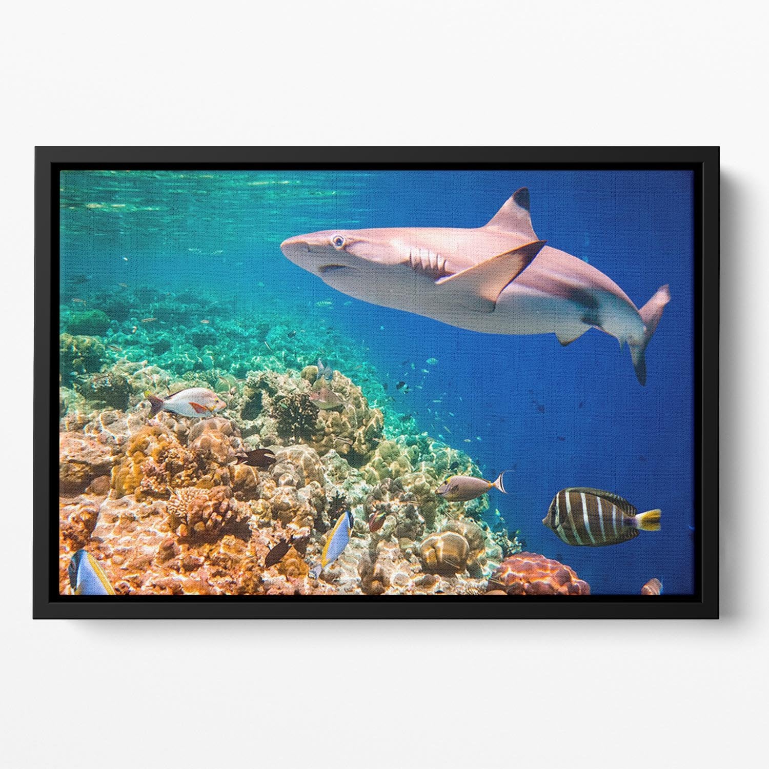 Reef with a variety of hard and soft corals and shark Floating Framed Canvas - Canvas Art Rocks - 2