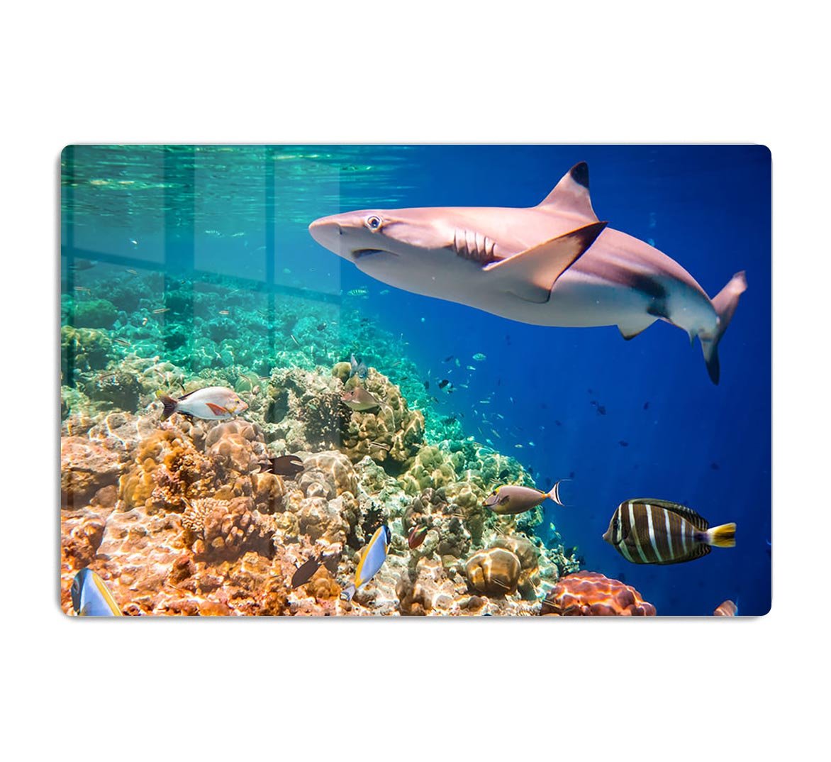 Reef with a variety of hard and soft corals and shark HD Metal Print - Canvas Art Rocks - 1
