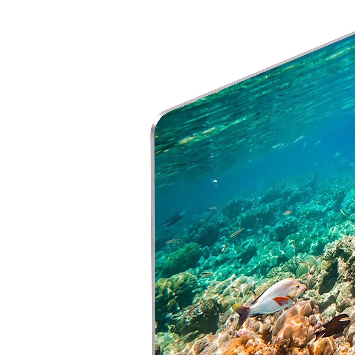 Reef with a variety of hard and soft corals and shark HD Metal Print - Canvas Art Rocks - 4