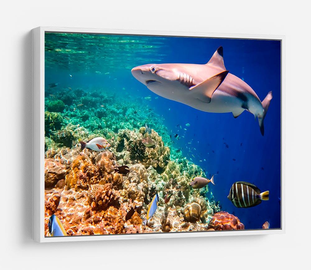 Reef with a variety of hard and soft corals and shark HD Metal Print - Canvas Art Rocks - 7